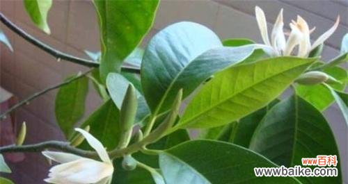 探寻白兰花的花语和象征意义 白兰花——纯洁与永恒的象征