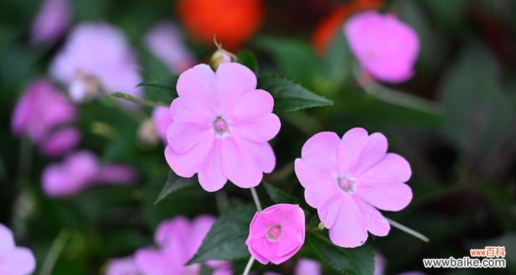 富贵鸟花的寓意是什么?富贵鸟花的象征意义有哪些?