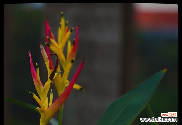 富贵鸟花的寓意是什么?富贵鸟花的象征意义有哪些?