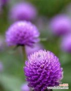 紫色永生花象征什么？永生花的花语有哪些？