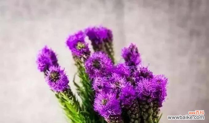 紫色永生花象征什么?永生花的花语有哪些?