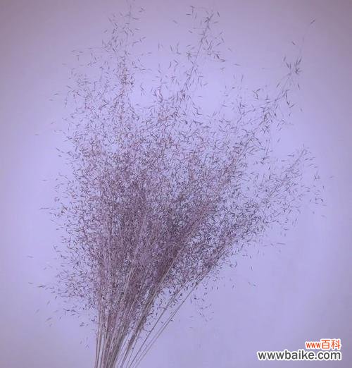 紫色永生花象征什么?永生花的花语有哪些?