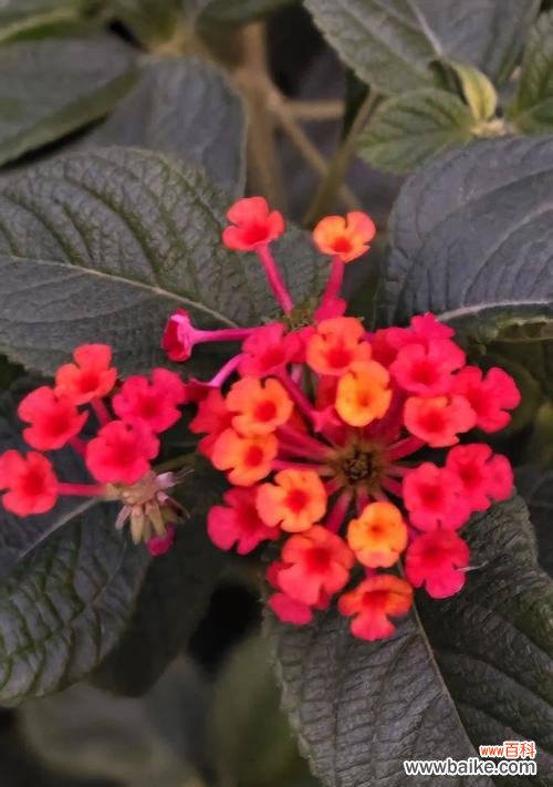 五色梅的花语是什么?这种花的含义有哪些?