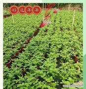 五色梅的花语是什么？这种花的含义有哪些？