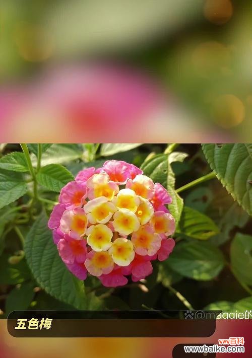 五色梅的花语是什么?这种花的含义有哪些?