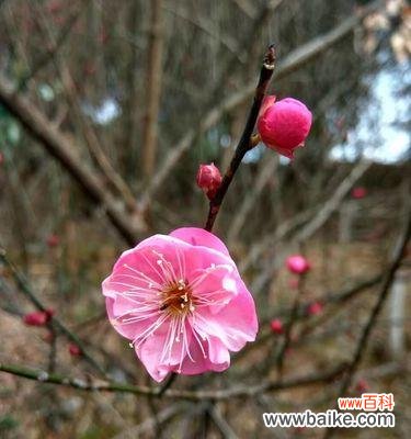 曾卓白色花象征什么?白色花在曾卓作品中的意义是什么?