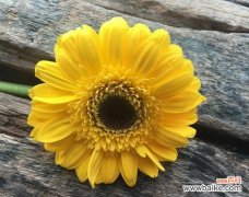 如何用花语浪漫表达情感？花语表达有哪些技巧？