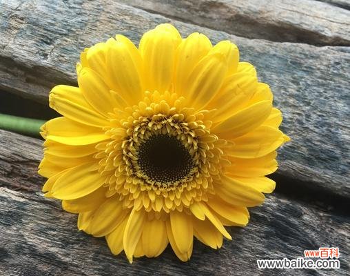 如何用花语浪漫表达情感?花语表达有哪些技巧?