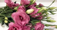 橘粉色的花寓意是什么？橘粉色的花象征意义有哪些？