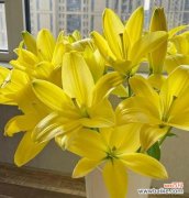 黄色波浪边百合花的寓意是什么？