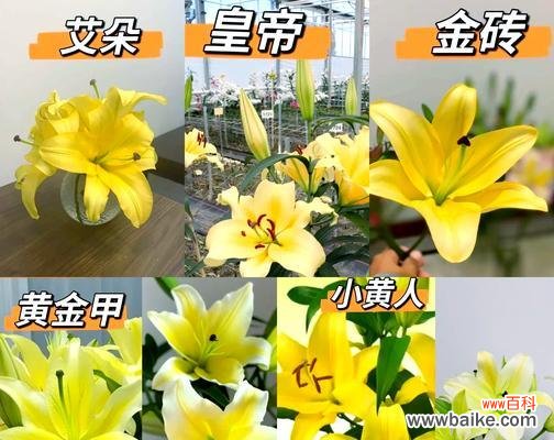 黄色波浪边百合花的寓意是什么?