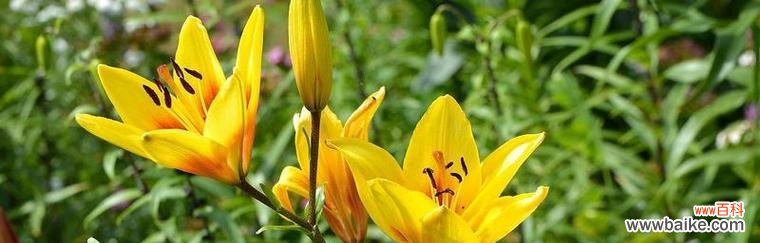 黄色波浪边百合花的寓意是什么?