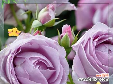 蓝色风暴玫瑰花象征什么？蓝色风暴玫瑰的花语是什么？