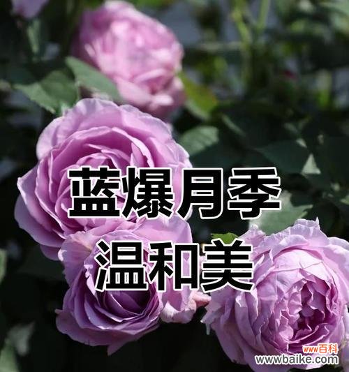 蓝色风暴玫瑰花象征什么？蓝色风暴玫瑰的花语是什么？