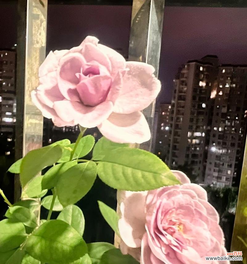 蓝色风暴玫瑰花象征什么？蓝色风暴玫瑰的花语是什么？