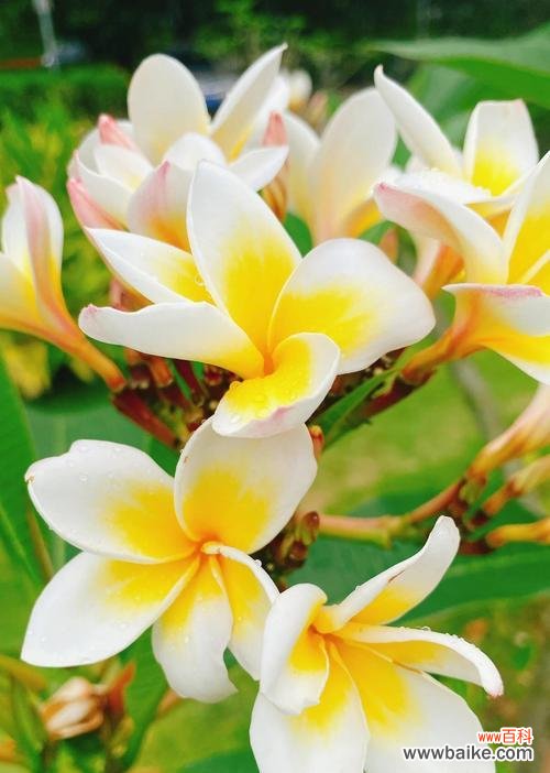 哪些节日与花有关?花的寓意有哪些?