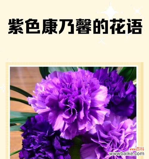 紫色海洋花语是什么？它象征着什么？