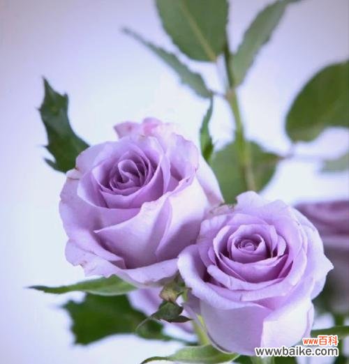 紫色海洋花语是什么？它象征着什么？