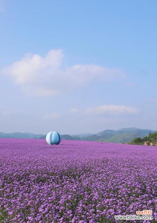 紫色海洋花语是什么？它象征着什么？