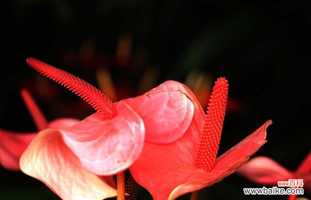 探索红掌花的内涵和意义，揭示它在不同文化中的象征作用 红掌花的花语与象征