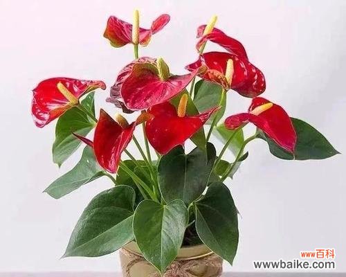 探索红掌花的内涵和意义，揭示它在不同文化中的象征作用 红掌花的花语与象征