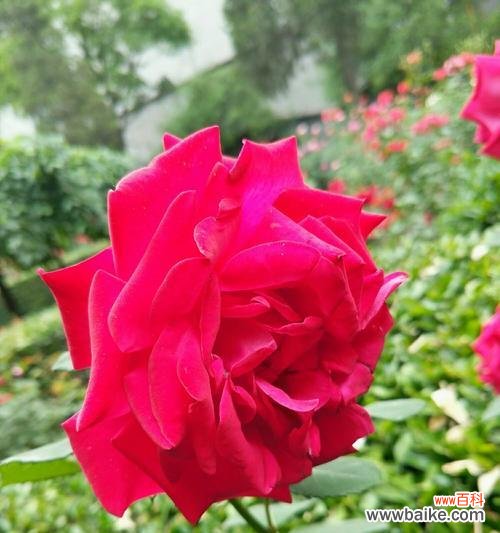 用红色月季传递纯洁的爱意 红色月季花语