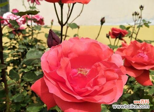 用红色月季传递纯洁的爱意 红色月季花语