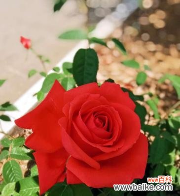 用红色月季传递纯洁的爱意 红色月季花语