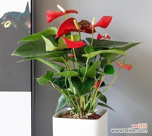 掌握红掌花花语,传递爱与幸福 红掌花花语之美丽与祝福