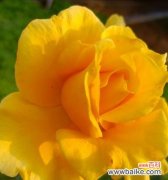 用红月季诉说爱情的无尽激情 红月季花语