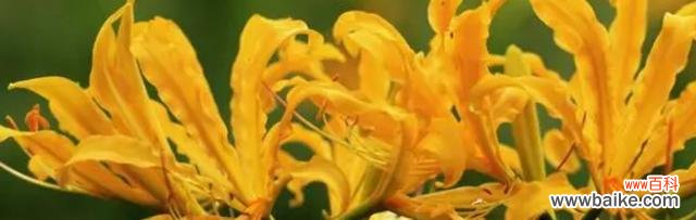 用欢笑和笑语,传递幸福和希望 忽地笑花语