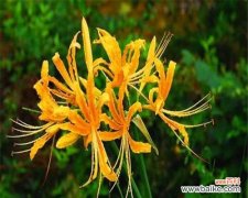 用欢笑和笑语，传递幸福和希望 忽地笑花语