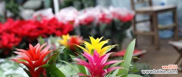 花开花谢，吉祥如意；点缀生活，迎接好运 鸿运当头花的花语