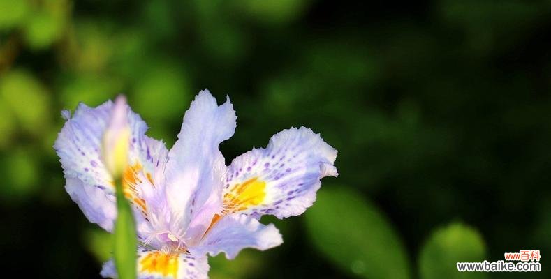 蝴蝶花的象征意义与生命之舞 蝴蝶花的寓意及其美丽魅力