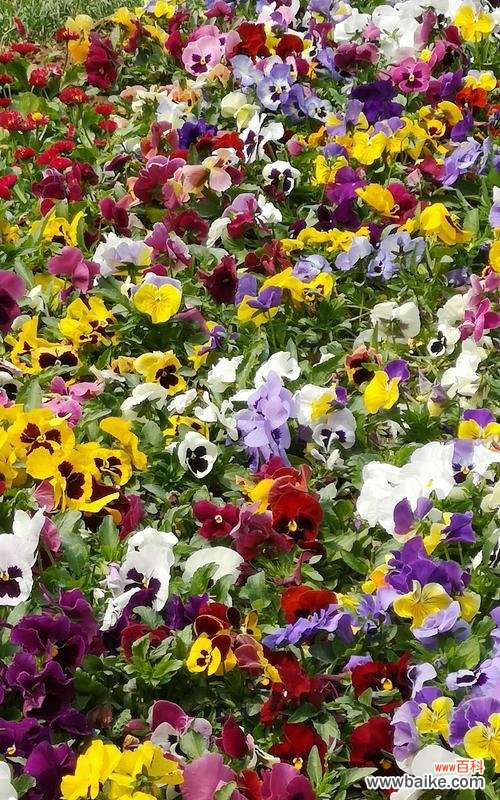 蝴蝶花的象征意义与生命之舞 蝴蝶花的寓意及其美丽魅力