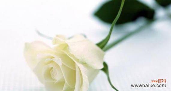 以白玫瑰代表的爱情和纯洁的象征意义 白玫瑰的象征意义及其美丽之源