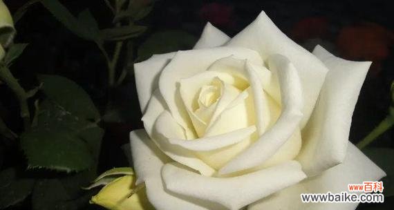 以花语探寻白玫瑰的美丽秘密 白玫瑰
