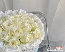 解读白玫瑰的秘密 白玫瑰的象征意义与美丽之间