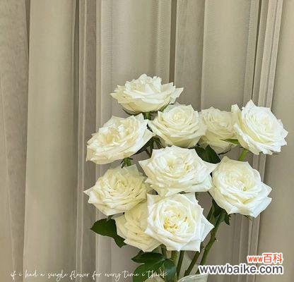 纯洁 白玫瑰花的意义与象征