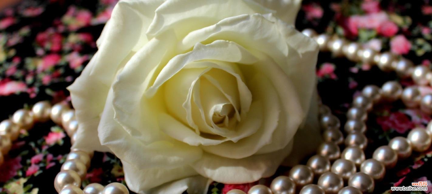 纯洁 白玫瑰花的意义与象征