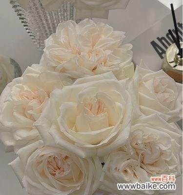 纯洁 白玫瑰花的意义与象征