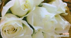 白玫瑰花语的意义及其在生活中的应用 白玫瑰花语与寓意——美丽与纯洁