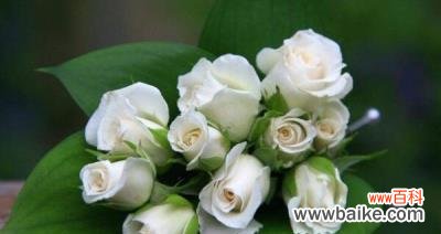 白玫瑰的花语及适合送给的对象 白玫瑰花语