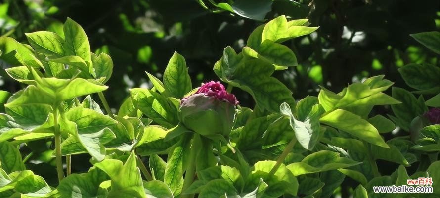 探索白牡丹和绿牡丹的深意 白牡丹与绿牡丹