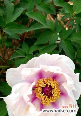 探索白牡丹和绿牡丹的深意 白牡丹与绿牡丹