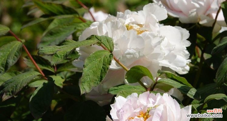 探寻白牡丹的神秘与美丽 白牡丹花语的深意