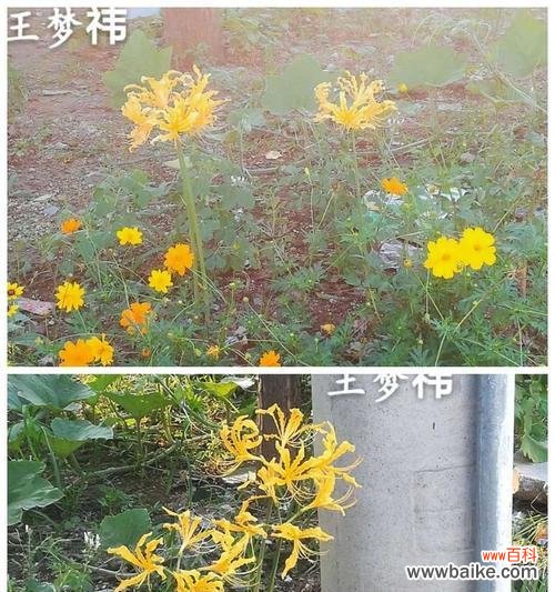 花朝节复兴有何意义?花朝节的花语是什么?
