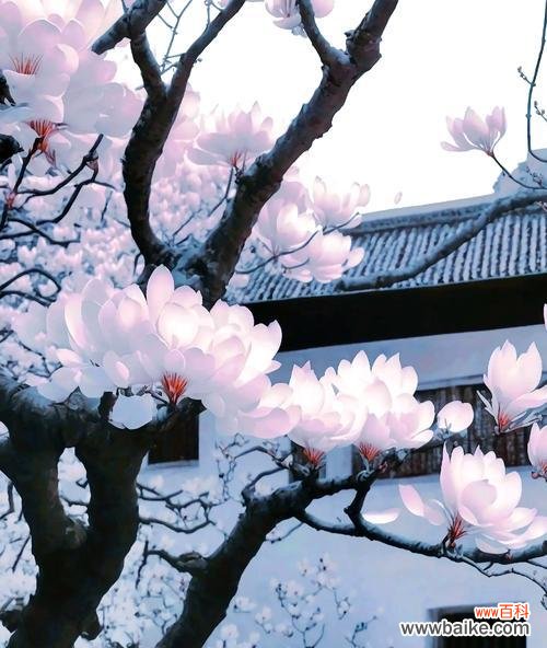 哪种花象征着纯真爱情?它们的花语是什么?