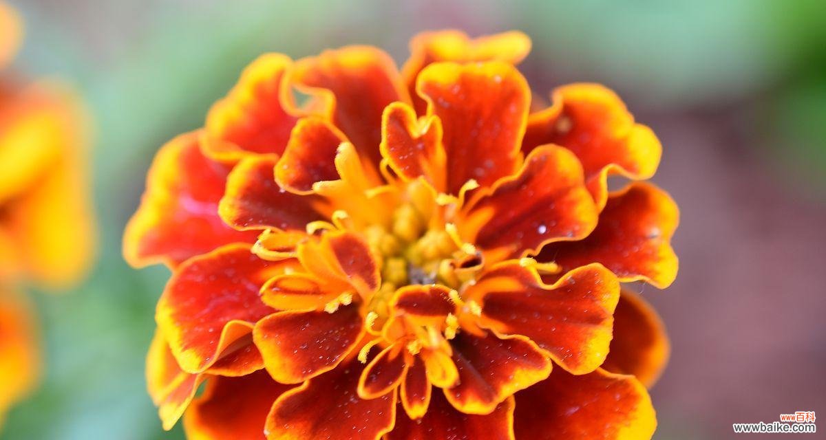 橙色的花有哪些特别寓意?如何选择寓意美好的橙色花?