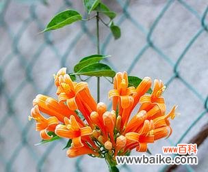 橙色的花有哪些特别寓意?如何选择寓意美好的橙色花?